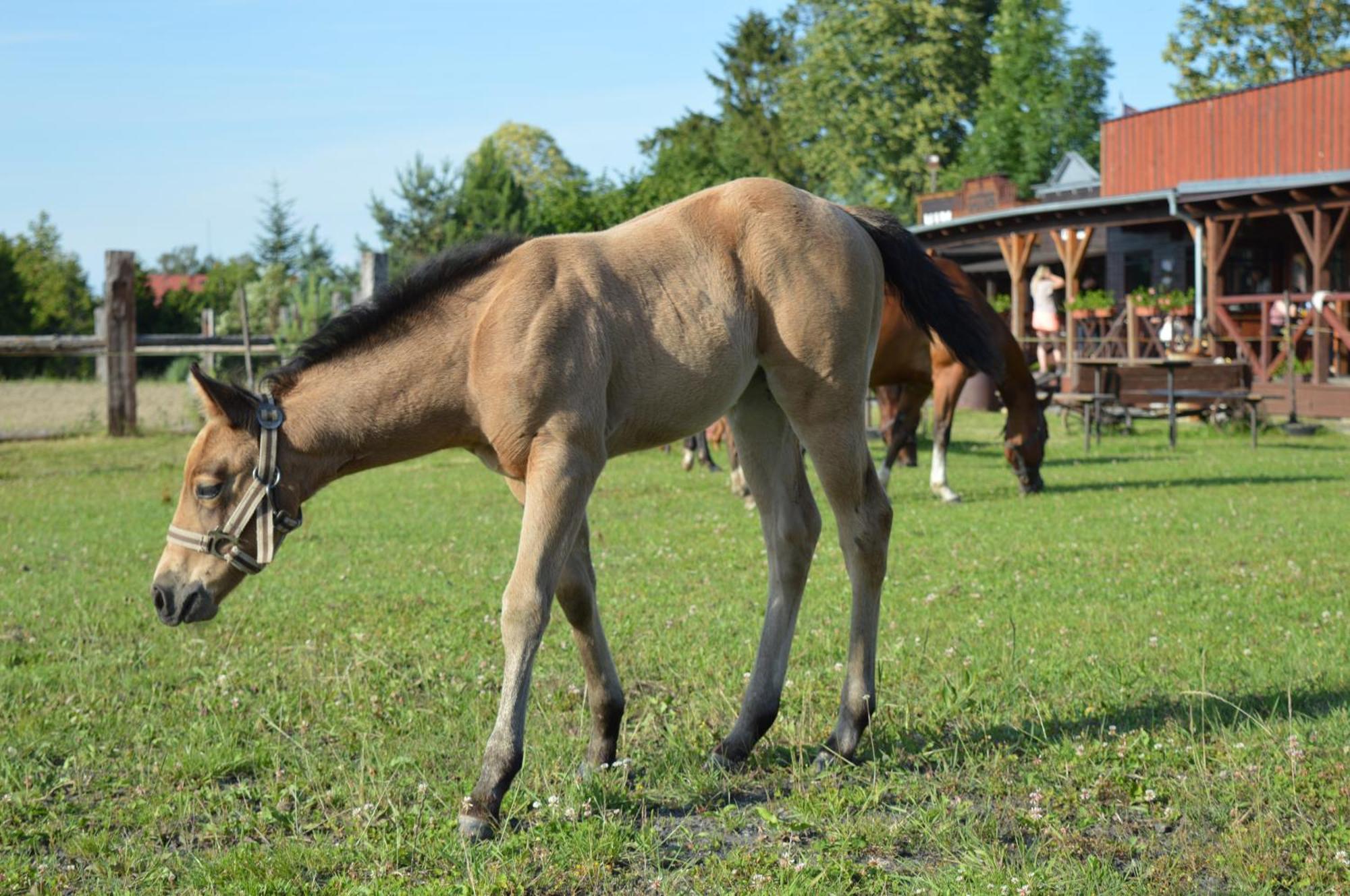 Bubla City Ranch Kopřivnice Exterior foto